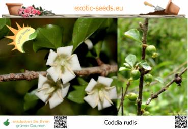 Coddia rudis, 10-100 Samen